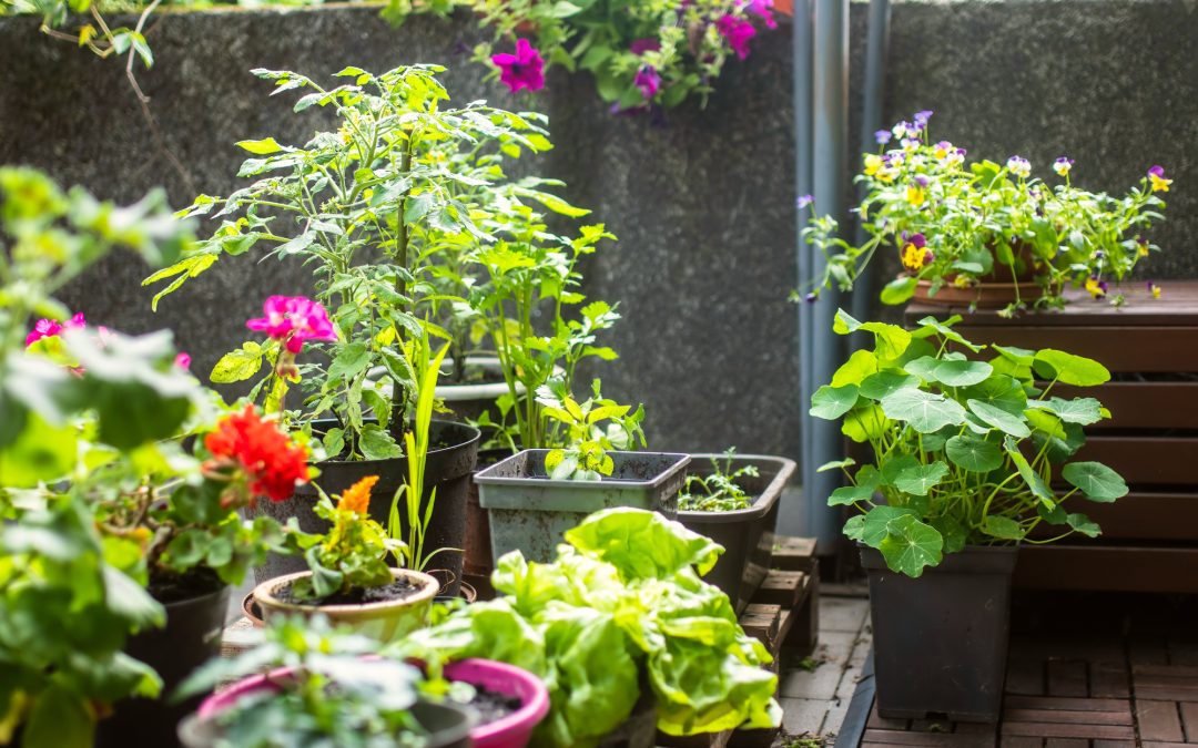 How to Select the Best Plants for Your Urban Container Garden