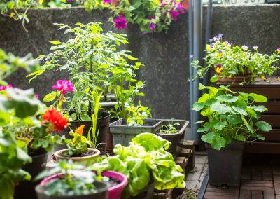 How to Select the Best Plants for Your Urban Container Garden