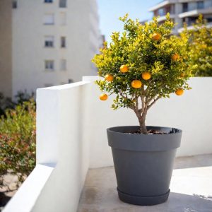 Small Trees in Large Pots