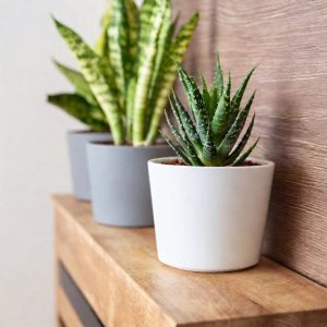 Compact, Low-Maintenance Plants