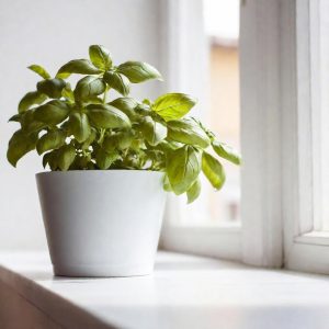 Basil: A Flavorful Herb with Minimal Needs