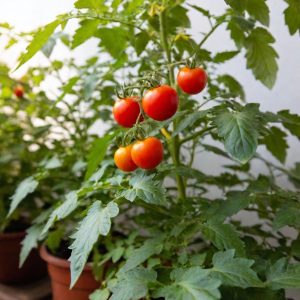 Cherry Tomatoes: Small But Might