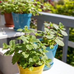 Mint: Refreshing and Resilient