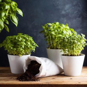 Tips for Success with Edible Container Gardening