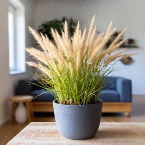 Ornamental Grasses