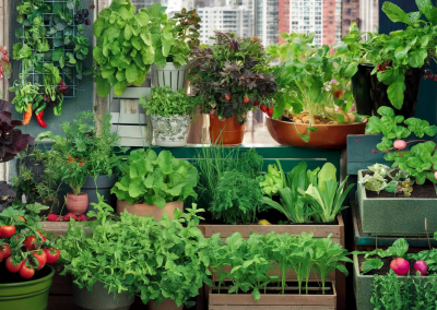 Create a Low-Maintenance Container Garden for Your Patio or Balcony